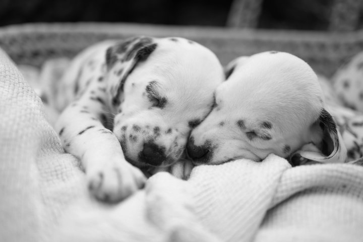 Hundefotografie | Andrea Weil | Bilder die leben