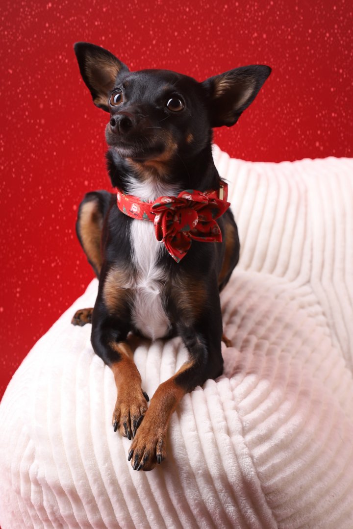 Hundefotografie | Andrea Weil | Bilder die leben