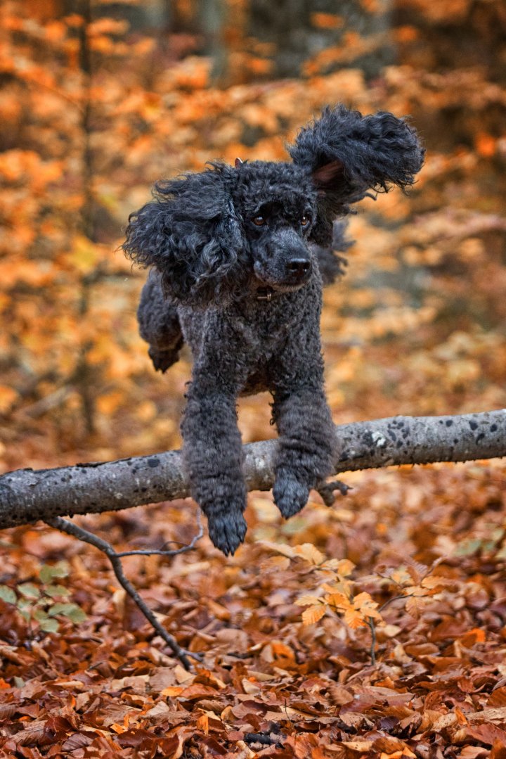 Hundefotografie | Andrea Weil | Bilder die leben