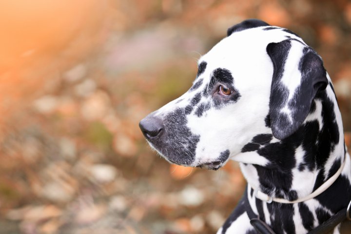 Hundefotografie | Andrea Weil | Bilder die leben