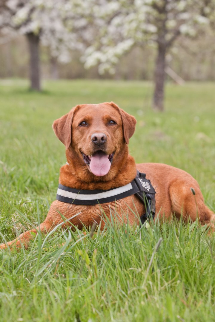 Hundefotografie | Andrea Weil | Bilder die leben