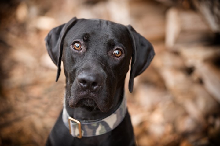 Hundefotografie | Andrea Weil | Bilder die leben