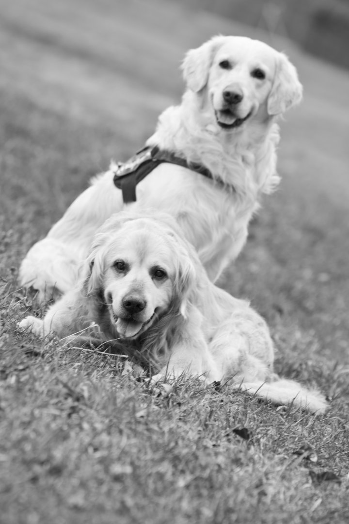 Hundefotografie | Andrea Weil | Bilder die leben